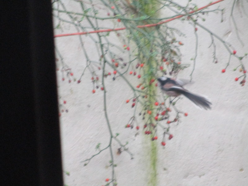 long-tailed tits